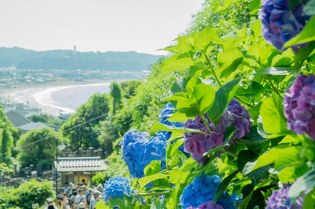 「長谷寺」のあじさいは５月下旬から７月上旬が見ごろだそう